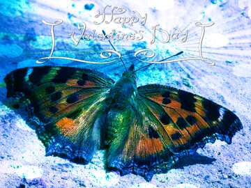 FX №177438 Butterfly Happy Valentine`s day blue card background
