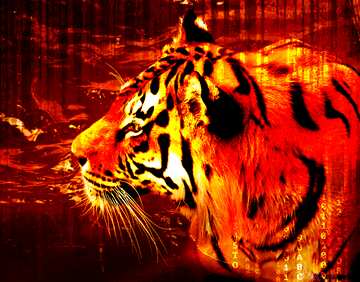 FX №177627  Digital Background red Tiger