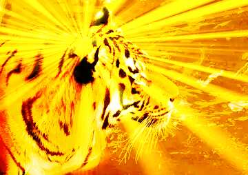 FX №177654  tiger sunlight