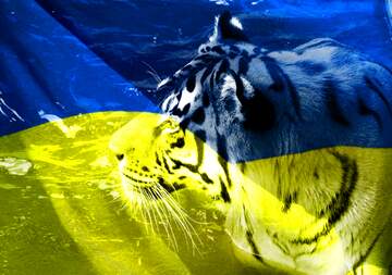 FX №177607  Ukrainian Tiger