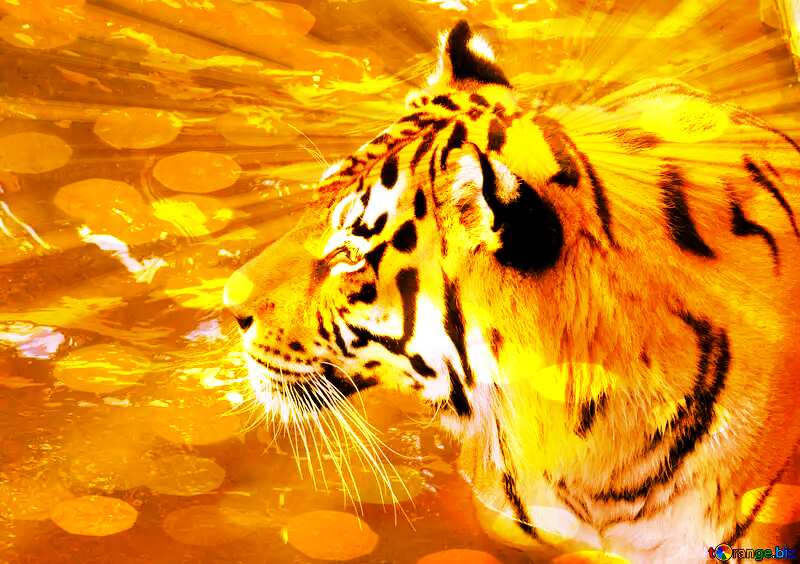  Beautiful tiger Gold Background №45019