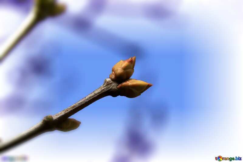  The buds on branch Spring №1431