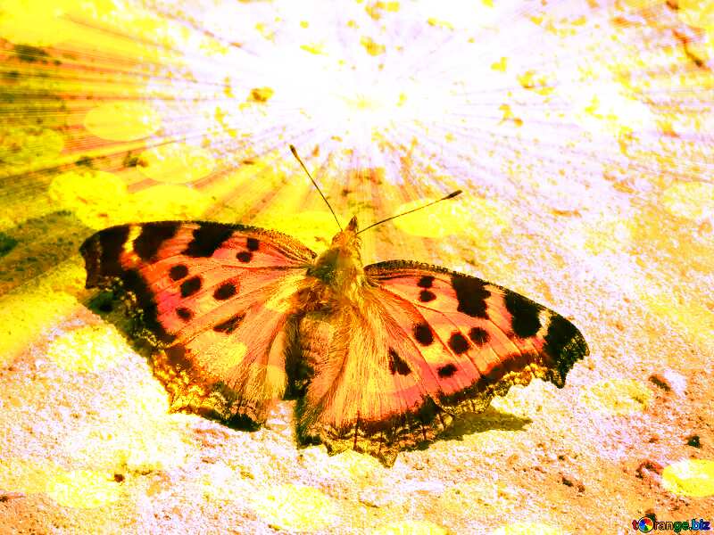 Butterfly background №22270