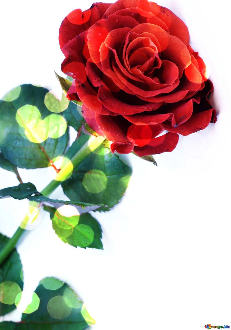 Red beautiful bokeh flower  rose №16891