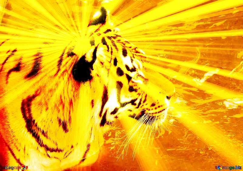  tiger sunlight №45019