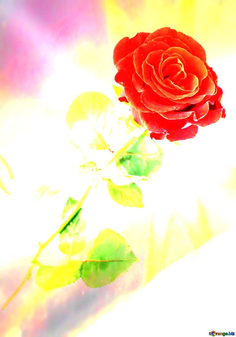  Sunset Beautiful Background With Rose Flower №16891