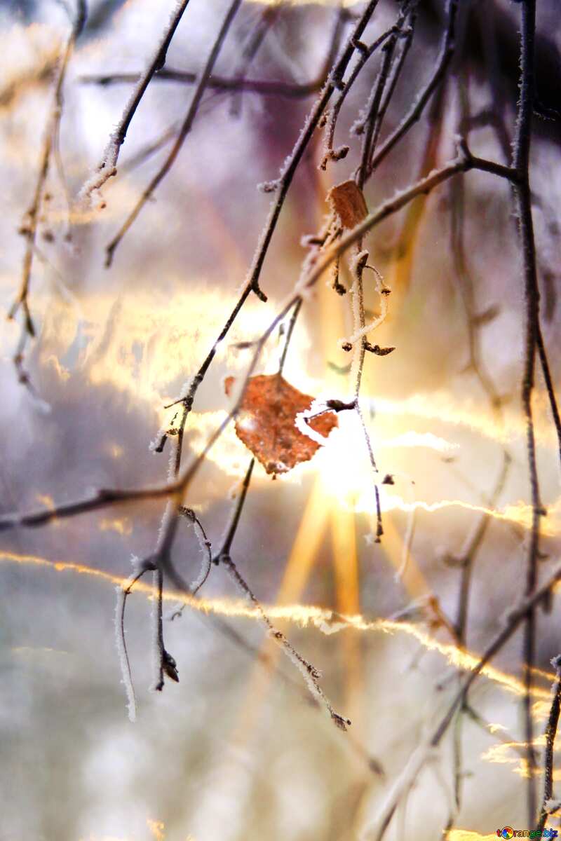 Winter forest Last leaf Sunset №439
