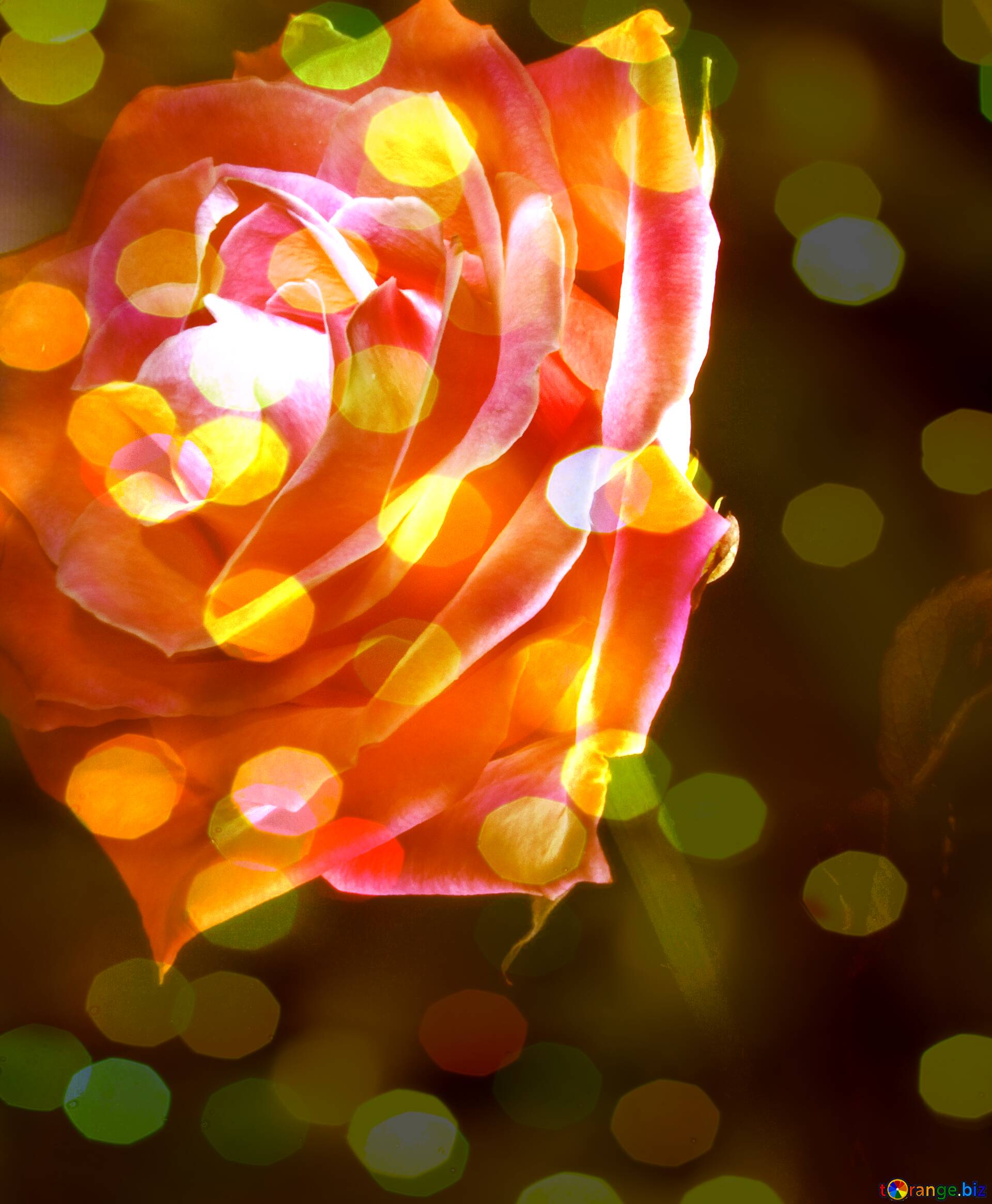 Download free picture Rose flower Bokeh Card Background on CCBY