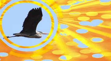 FX №178711 Flight heron Infographics circle frame sun Rays Background