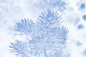 FX №178953  Frosty spruce branch light  Background