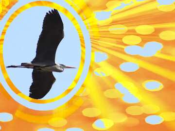 FX №178709 Heron flies Infographics circle frame Background