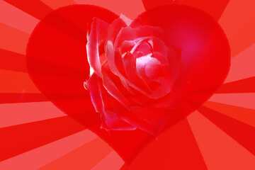 FX №178147  Rose flower Love Card