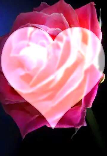 FX №178124  Rose flower Love Heart Design Background