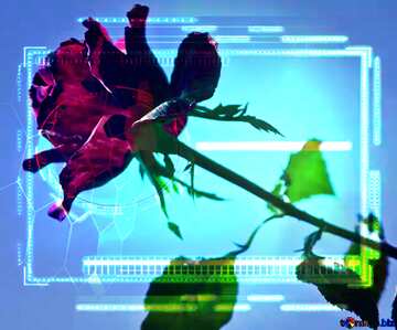 FX №178548 Rose flower tech background