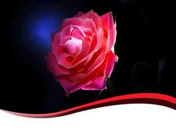 FX №178123  Rose flower Template