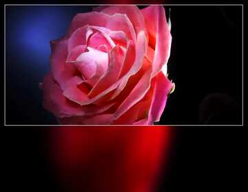 FX №178125  Rose flower Template Card