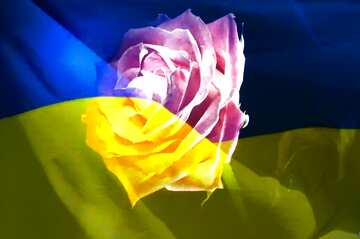 FX №178140  Rose flower Ukraine Art Backcground