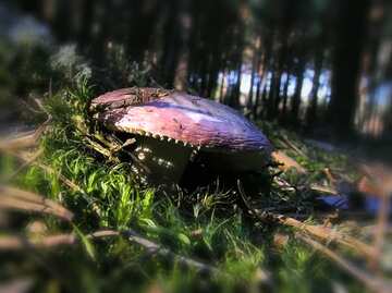 FX №178876 Russula in forest moss