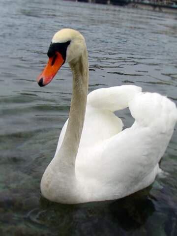 FX №178926 White Swan on water