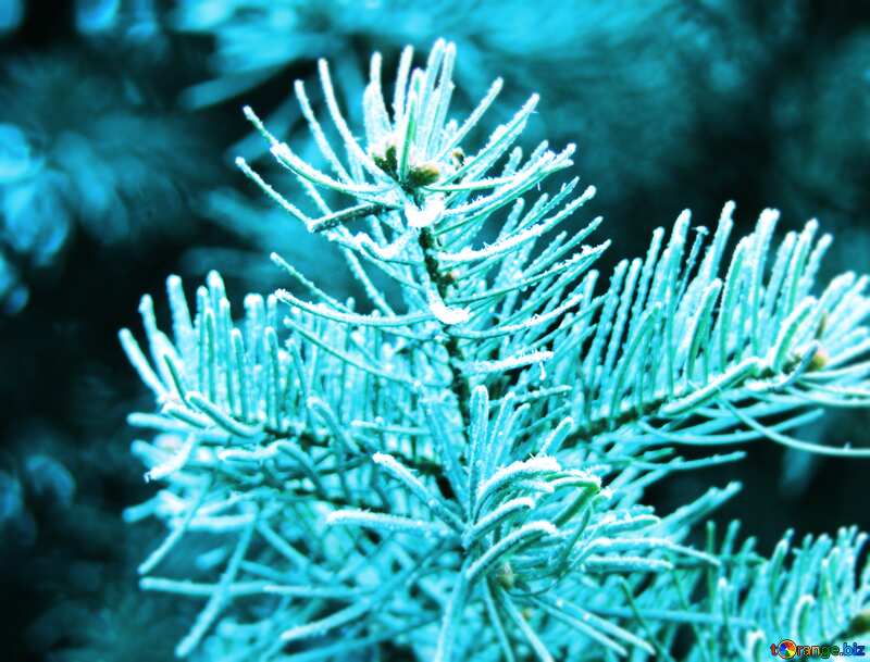  Frosty spruce branch light  Background №426