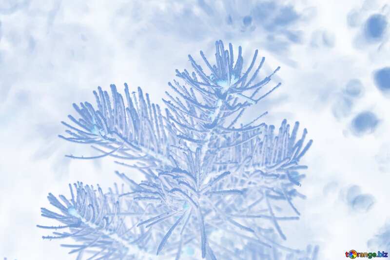  Frosty spruce branch light  Background №426