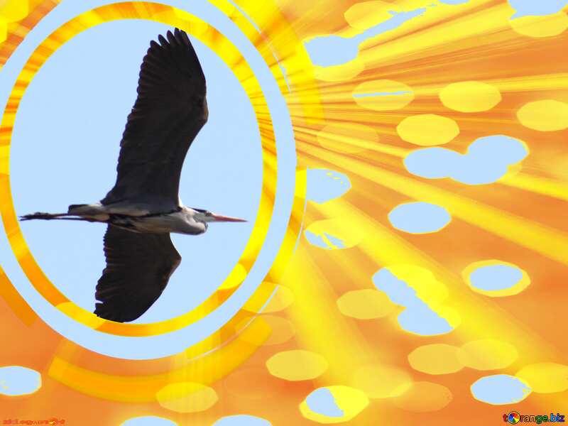 Heron flies Infographics circle frame Background №1195