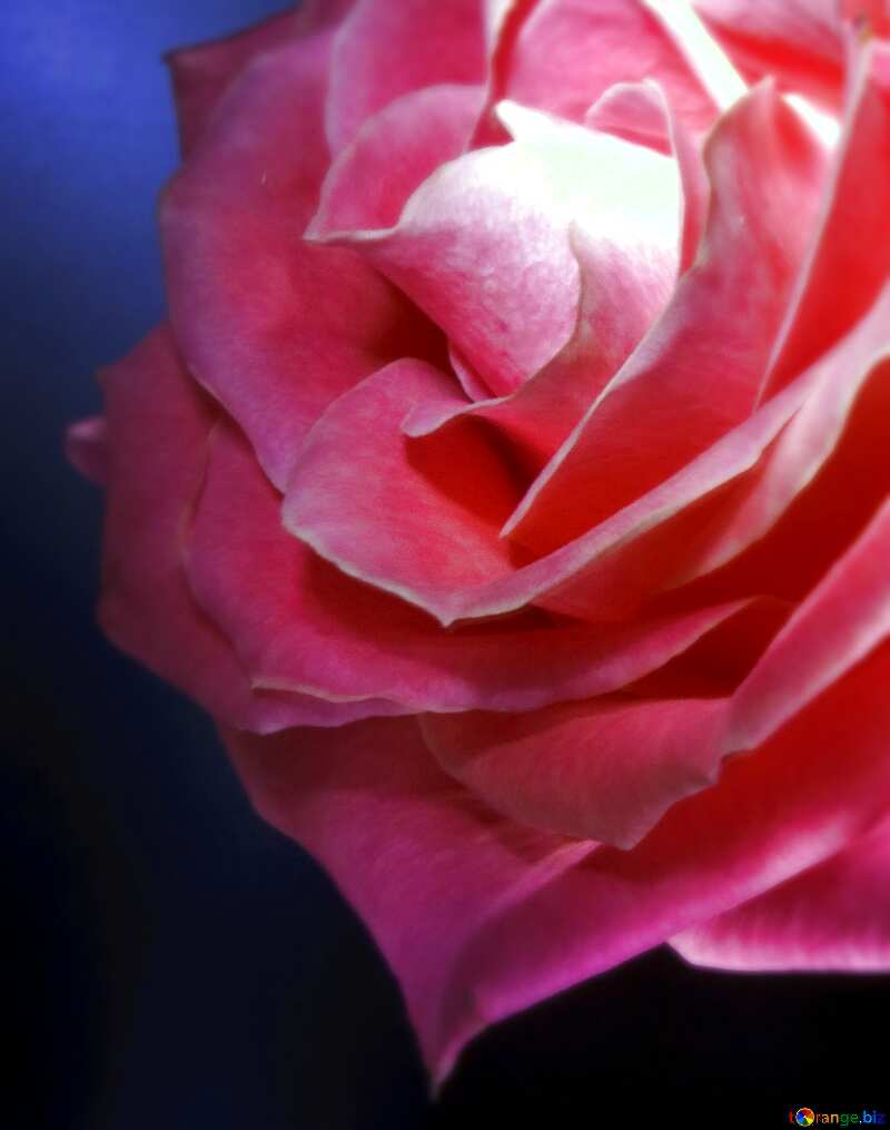  Rose flower Beautiful Background №7630
