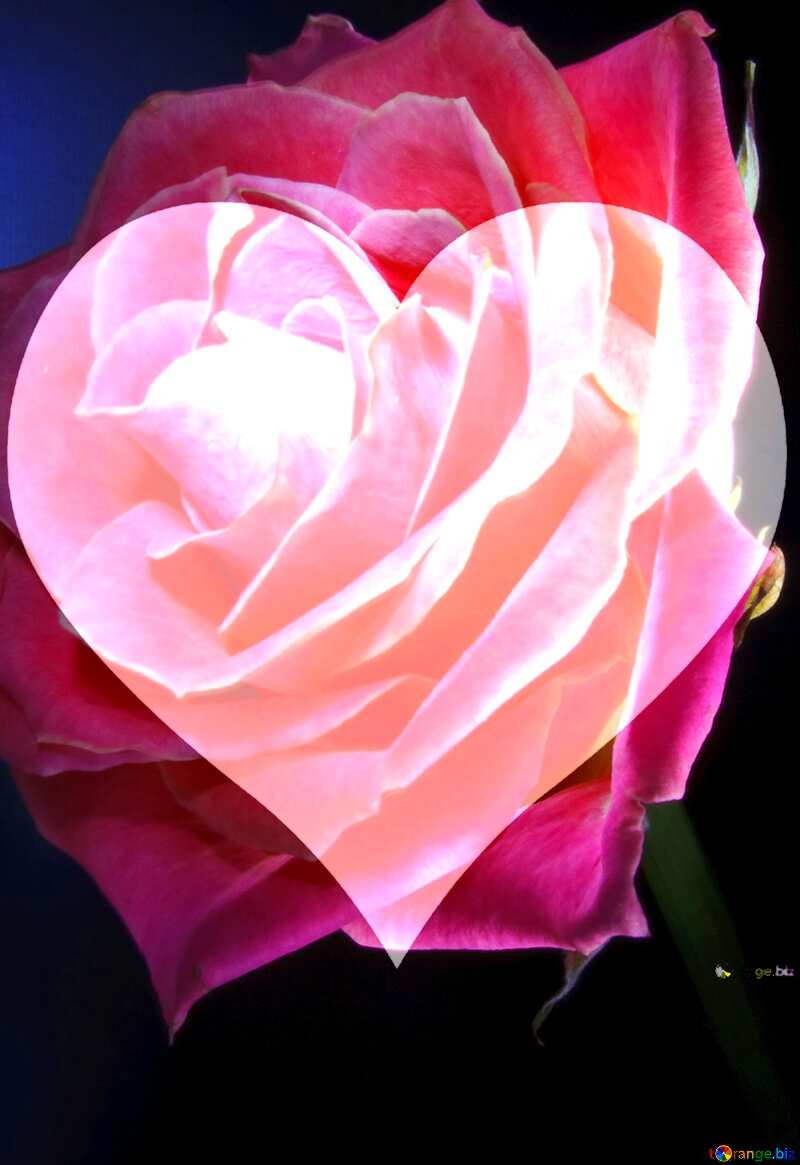  Rose flower Love Heart Design Background №7630