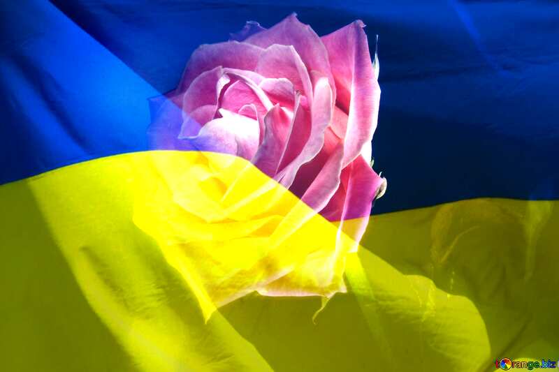  Rose flower Ukrainian №7630