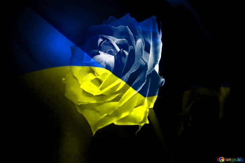  Rose flower Ukrainian Background №7630