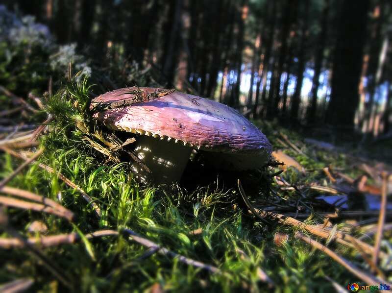 Russula in forest moss №283