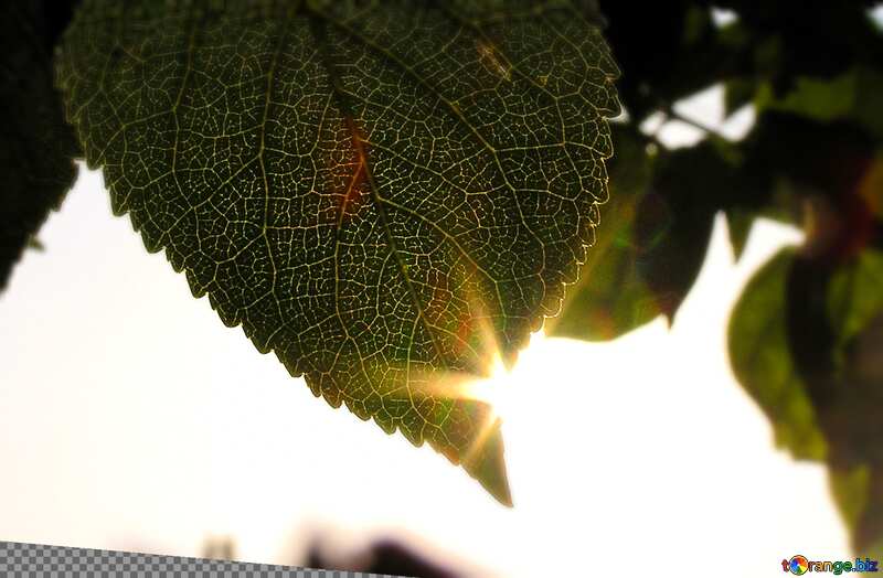 The sun on the edge of the leaf №216
