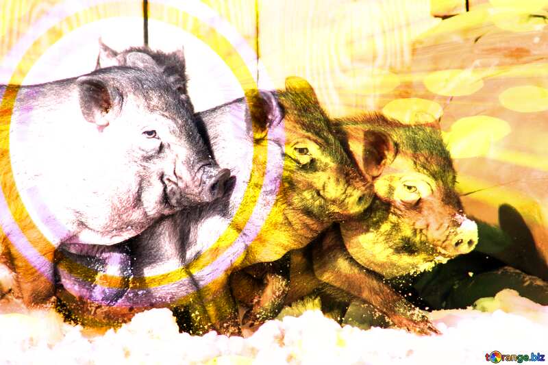 Three pigs Infographics circle frame Gold Rays Background №738