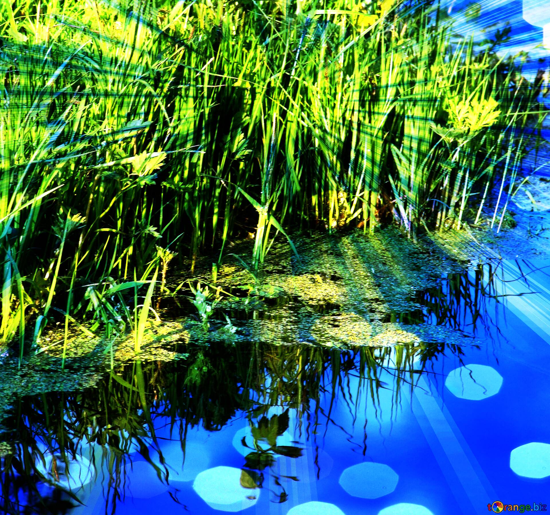 Download free picture Reeds in the water on CCBY License Free Image