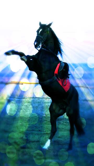 FX №179361  Black stallion standing
