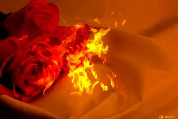 FX №179214  Bouquet  Roses and fire