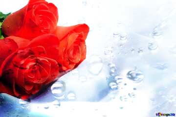 FX №179207  Bouquet  Roses   Rain Drops Background
