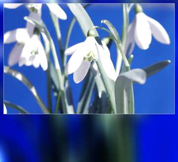 FX №179685  Flowers blue blank card
