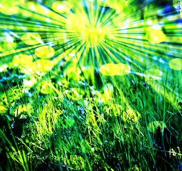 FX №179043  The grass is green. Background Blurred Bokeh lights