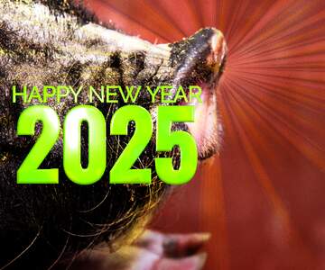 FX №179117 Happy New Year of pig 2025 card background