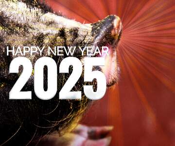 FX №179118 Happy New Year of pig 2025 card background