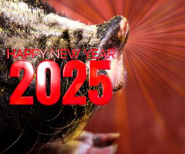 FX №179119 Happy New Year of pig 2025 card background