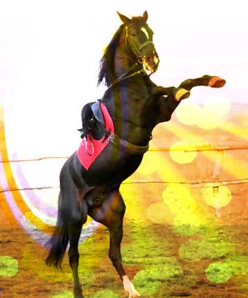 FX №179370 Horse info graphics  background