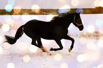 FX №179035  Horse on the snow