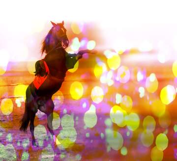 FX №179365 Horse standing on hind legs colorful card background
