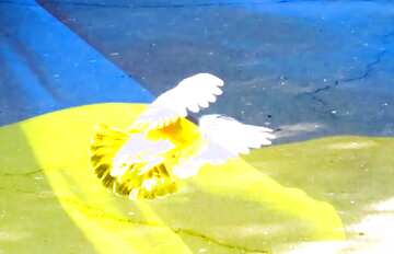 FX №179128 Peace in Ukraine  Pigeon