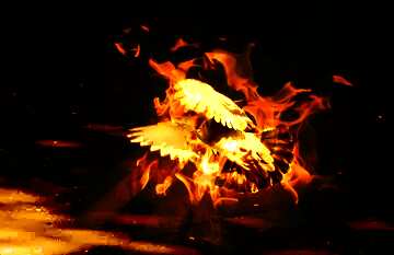 FX №179147  Pigeon flies in fire