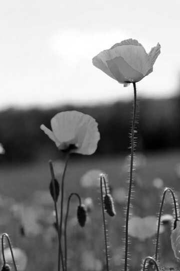 FX №179637 Poppy flower black and white