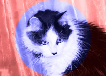 FX №179538 Portrait of black and white cat infographics blue circle frame