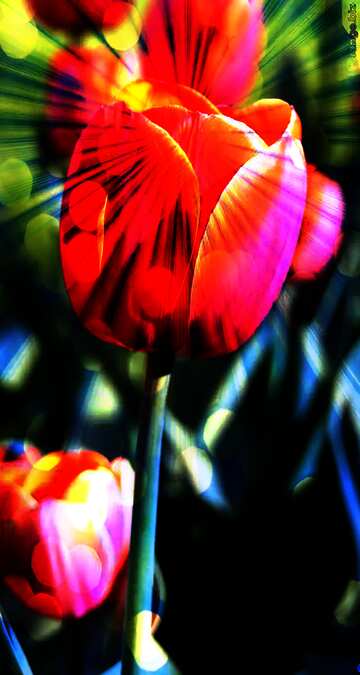 FX №179090  Red tulip Banner Background